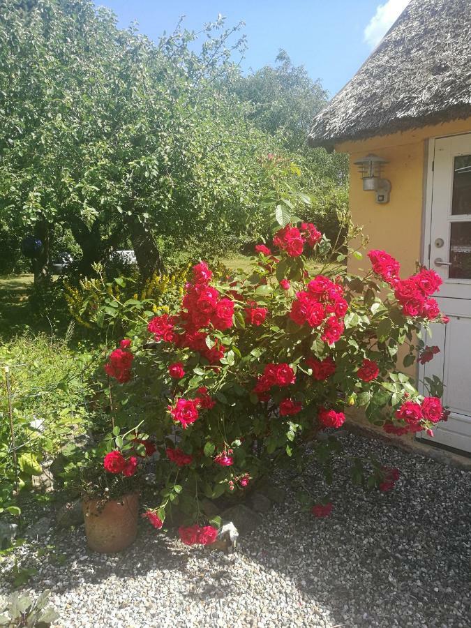 Bella Bed And Breakfast Stevns Arnoje Buitenkant foto